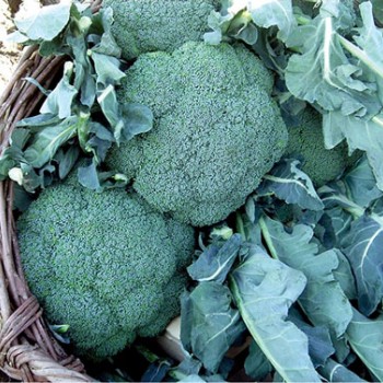 Barokka F1 Brokoli Fidesi