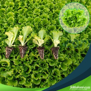 Bahçeniz İçin En Lezzetli Kıvırcık Marul Fideleri | Natural Fide