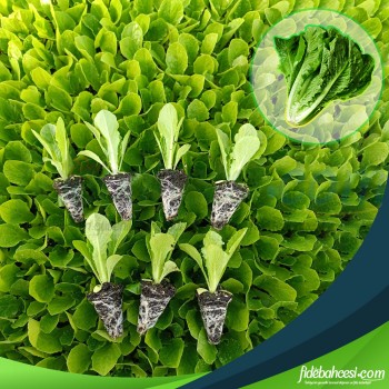 Paris Island Marul Fidesi - Göbekli Lezzet, Taze Hasat!