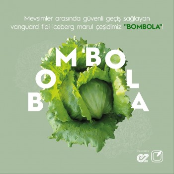 Buz Gibi Lezzet: Bombola Iceberg Marul Fidesi ile Bahçenizden Taptaze Salatalar!
