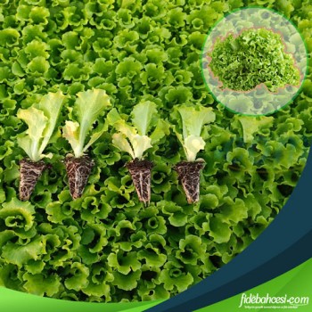 Gentilina Kıvırcık Marul Fidesi - Bahçeniz İçin Taze ve Lezzetli Başlangıç!