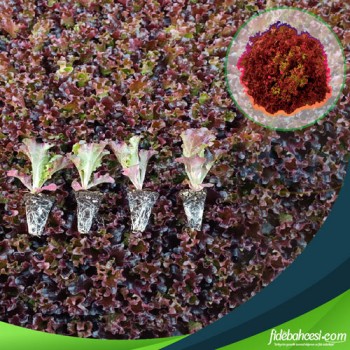 Giardina Kırmızı Kıvırcık Marul Fidesi: Akdeniz Esintisiyle Sofraları Şenlendirin!