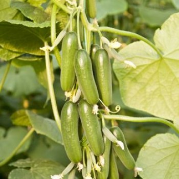 Ptk 40 Silor Hıyar Fidesi