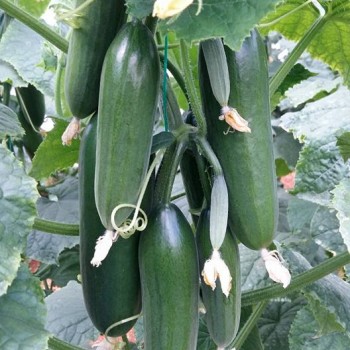 Pıtırak F1 Hıyar Fidesi