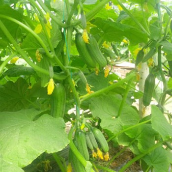 Paranoya F1 Hıyar Fidesi