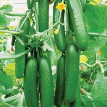 Mir F1 Hıyar Fidesi