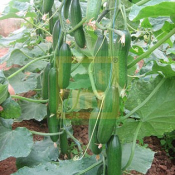 Cemre F1 Hıyar Fidesi