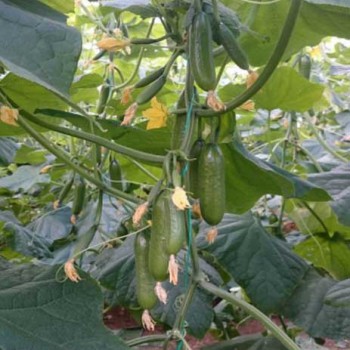 Zincir F1 Silor Hıyar Fidesi