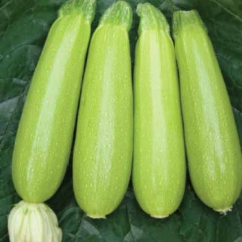 Seyden F1 Kabak Fidesi