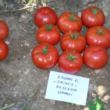 Dynamo F1 Domates Fdesi