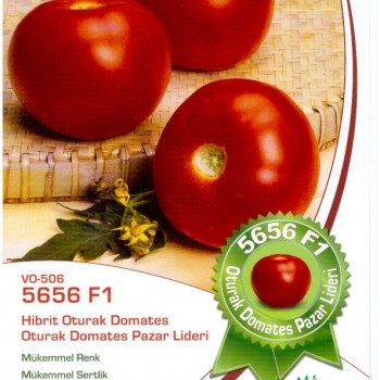 5656 F1 Oturak Domates Fidesi 