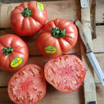 Gülpembe F1 Pembe Domates Fidesi