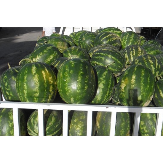 Elize F1 Karpuz Fidesi