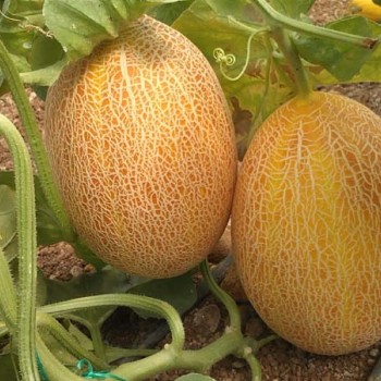 Balkovan F1: Tatlı mı Tatlı, Erken Hasat Kavun Fidesi!