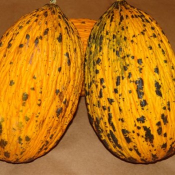 Alibey F1: Tatlı mı Tatlı, Erkenci Kavun Fidesi!