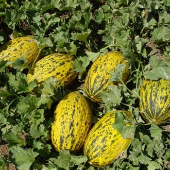 Sürmeli F1: Tatlı mı Tatlı Kavun Fidesi!