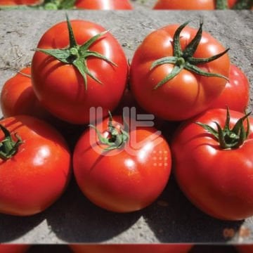 Babacan F1 Oturak Domates Fidesi