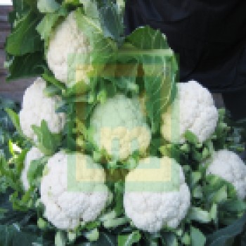 Bahara F1 Karnabahar Fidesi