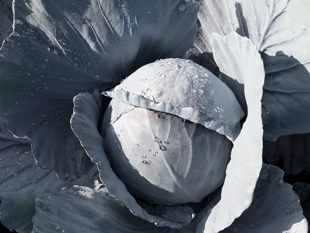 BANDOLERO F1 Kırmızı Lahana Fidesi