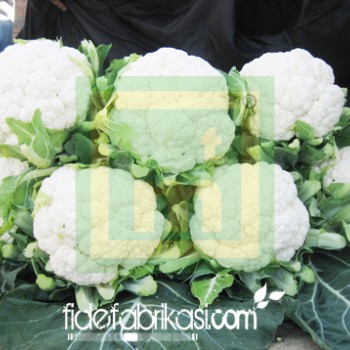 Barcelona F1 Karnabahar Fidesi