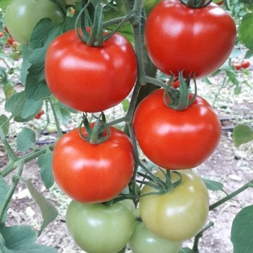 Corvette F1 Domates Fidesi