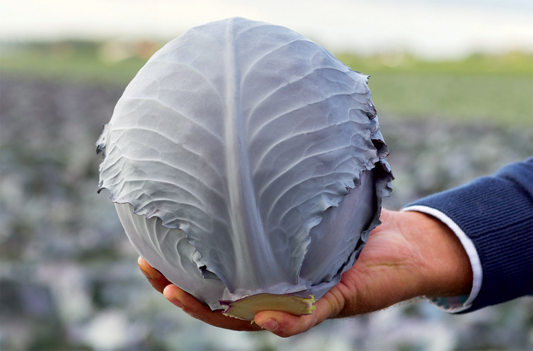 DAVARO F1 Kırmızı Lahana Fidesi