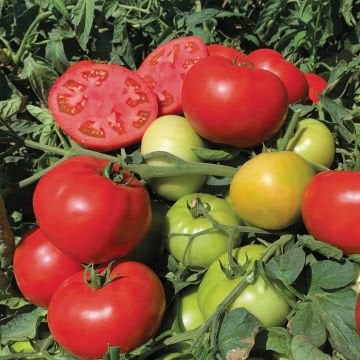 Efekan F1 Oturak Domates Fidesi