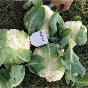 Fujiyama F1 Karnabahar Fidesi