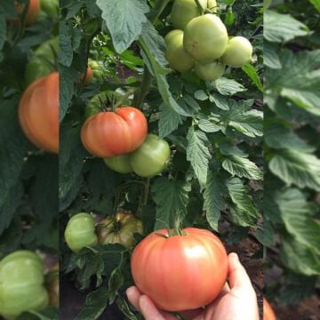 Gülizar F1 Pembe Domates Fidesi