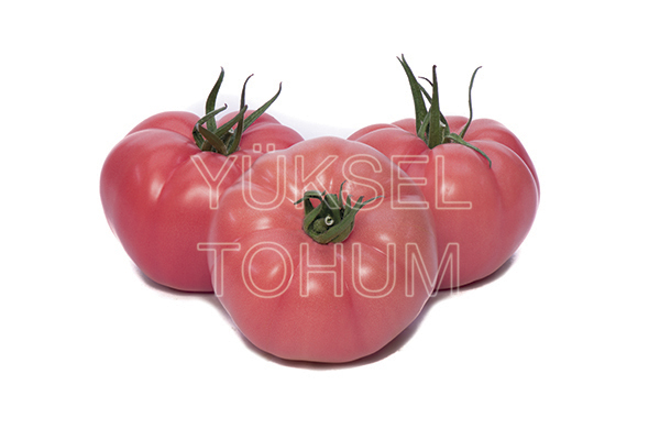 Gusto F1  Domates Fidesi