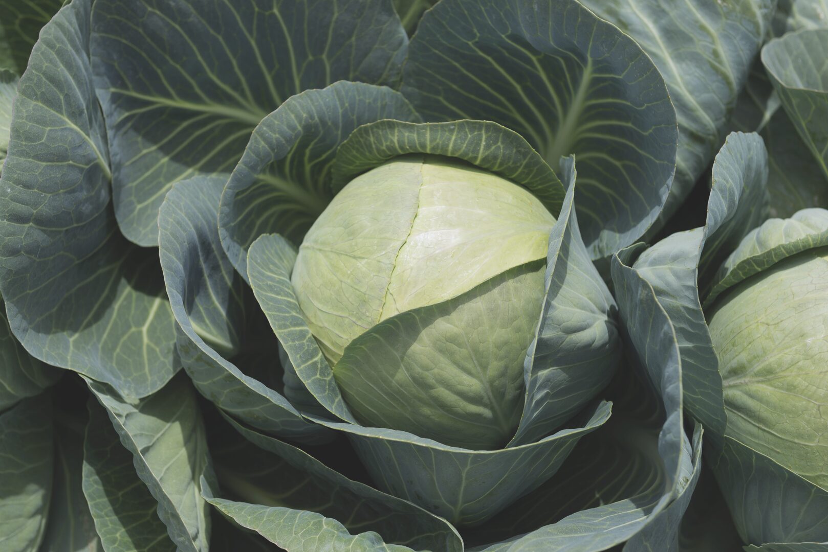 KALUGA F1 Beyaz Lahana Fidesi