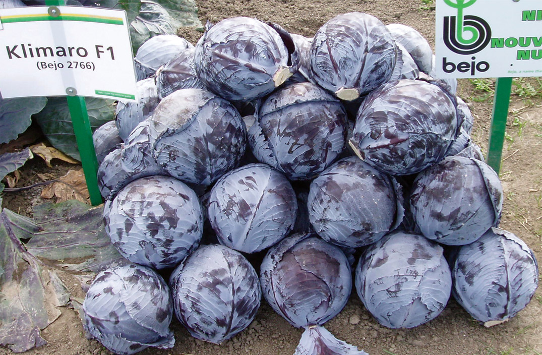 KLIMARO F1 Kırmızı Lahana Fidesi