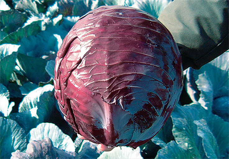 PEDRO F1 Kırmızı Lahana Fidesi