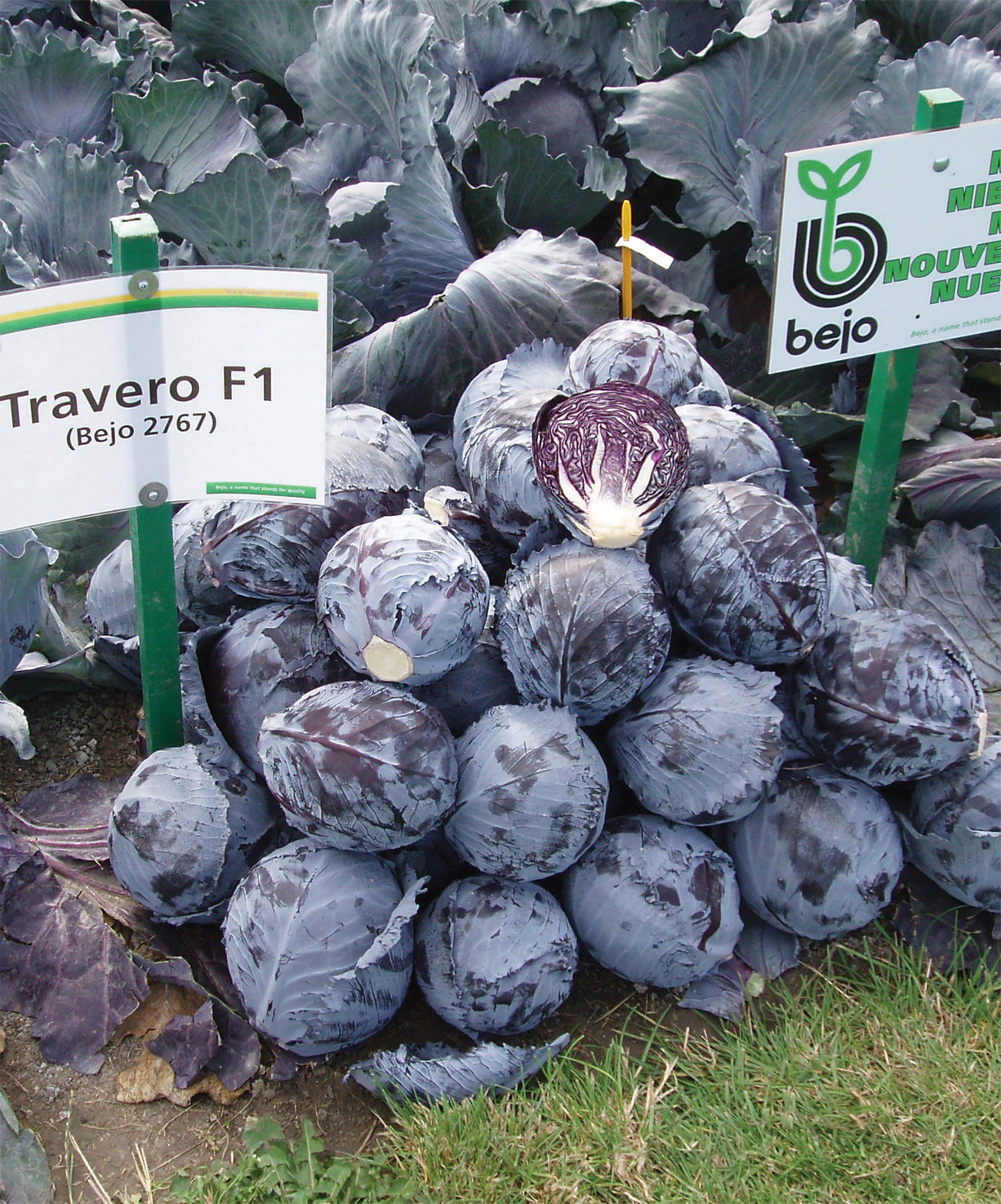 TRAVERO F1 Kırmızı Lahana Fidesi